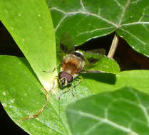 Leucozona lucorum (Linnaeus 1758) resmi