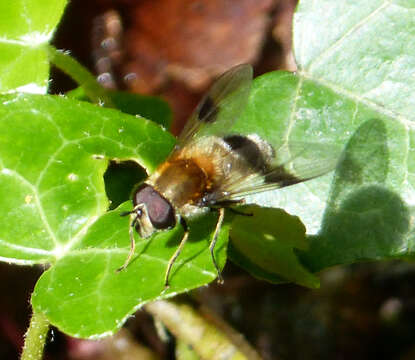 Image of Leucozona lucorum (Linnaeus 1758)