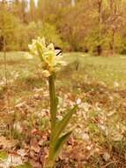 Image de Dactylorhiza insularis (Sommier) Ó. Sánchez & Herrero