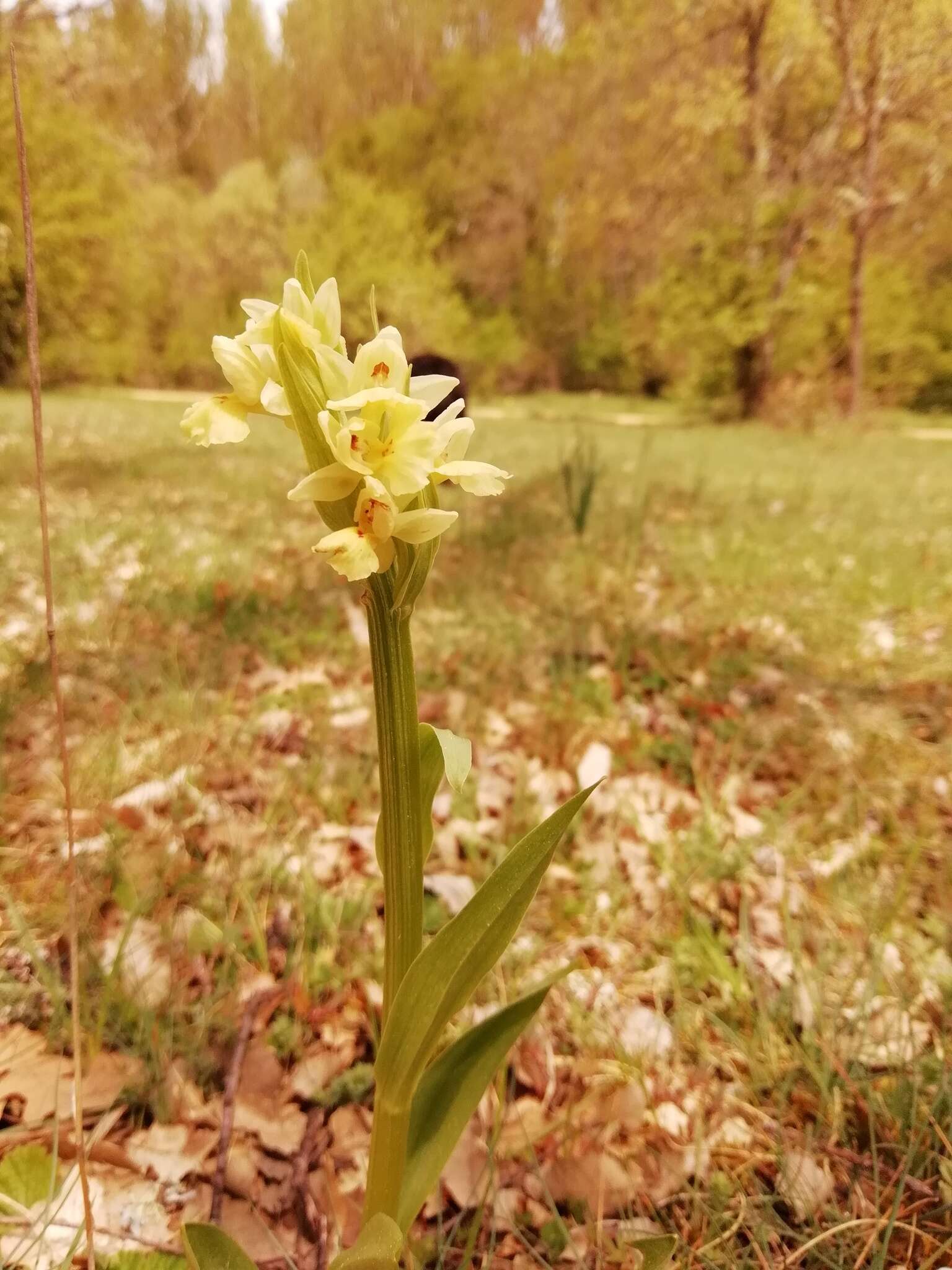 Image de Dactylorhiza insularis (Sommier) Ó. Sánchez & Herrero