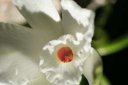 Image of Vanilla phalaenopsis Rchb. fil. ex Van Houtte