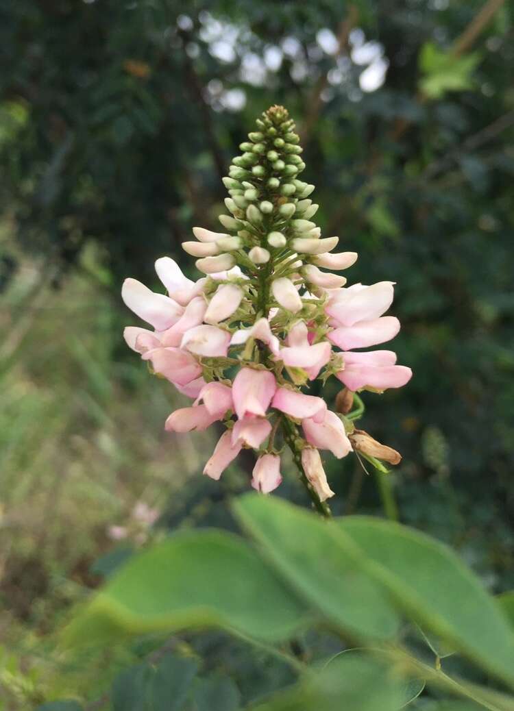 Plancia ëd <i>Indigofera jucunda</i>