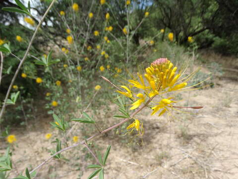 Image of Jones' Beeplant