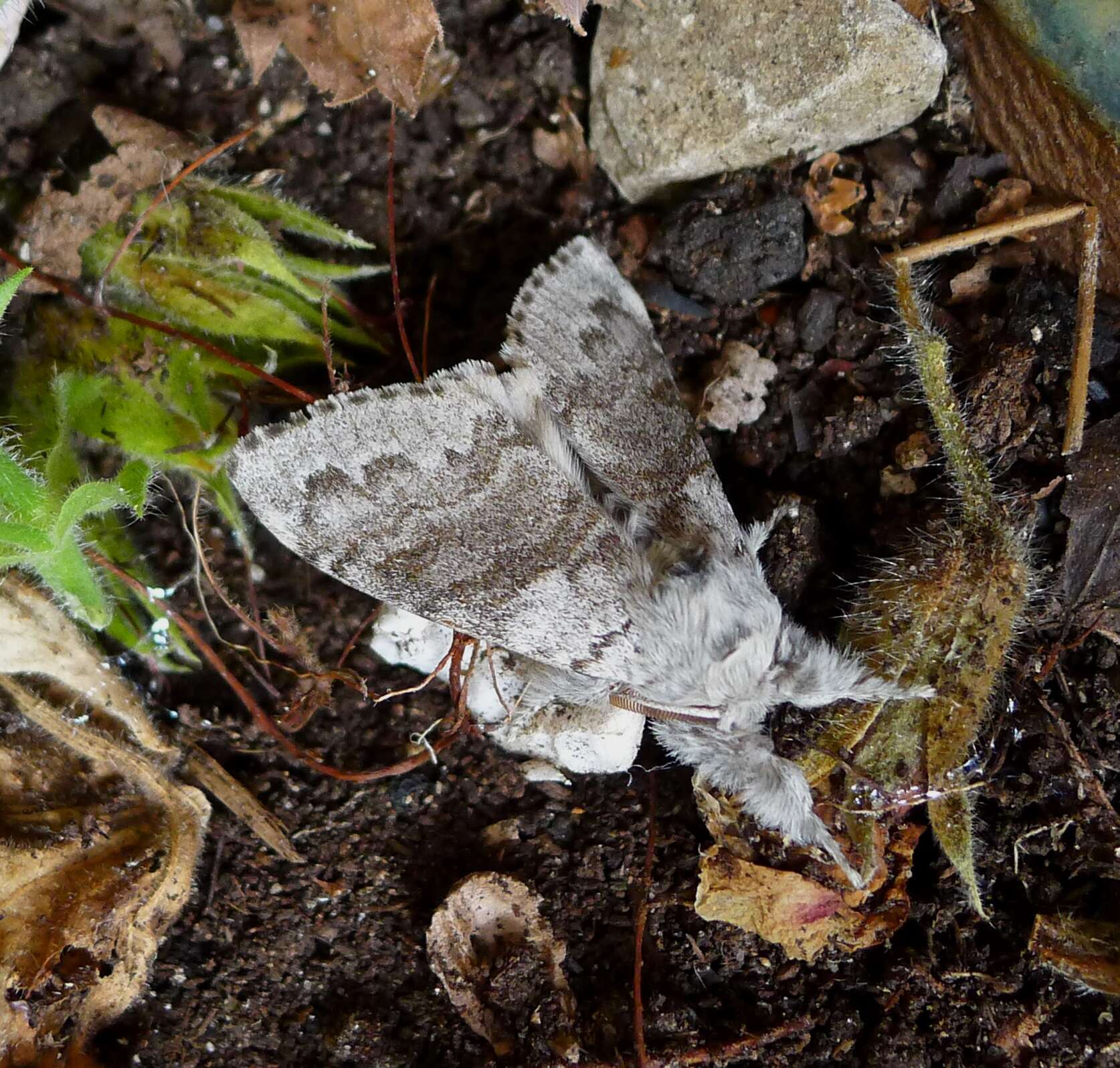 Слика од Calliteara pudibunda Linnaeus 1758