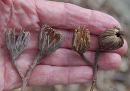 Image of Rose Butternut