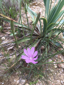 Image of Texas skeletonplant