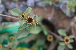 Sanvitalia angustifolia Engelm. ex A. Gray resmi