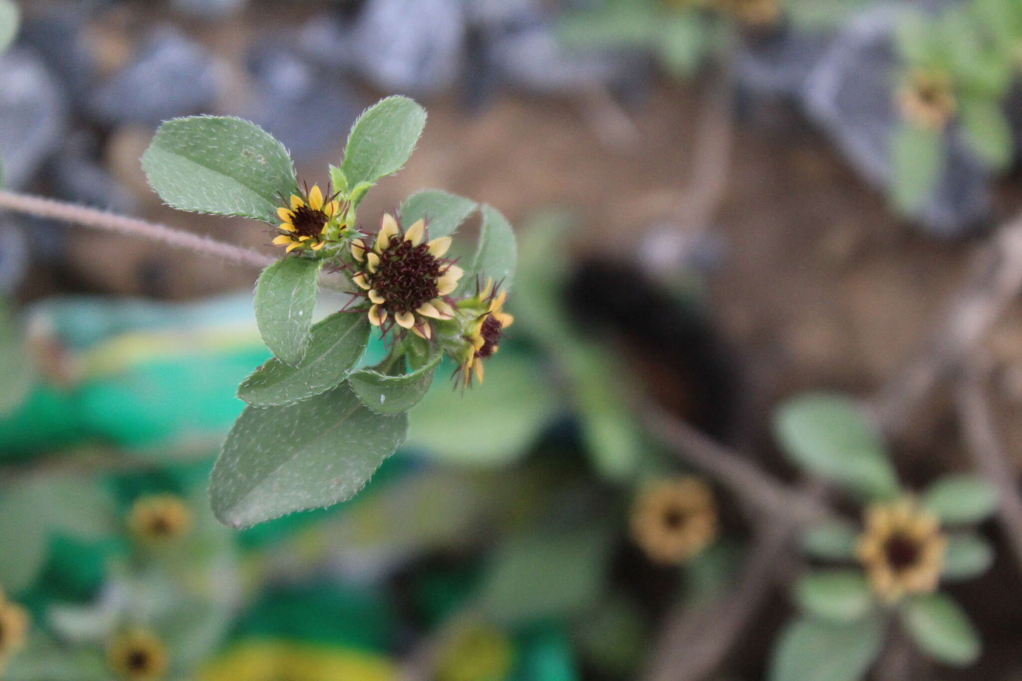 Sanvitalia angustifolia Engelm. ex A. Gray resmi