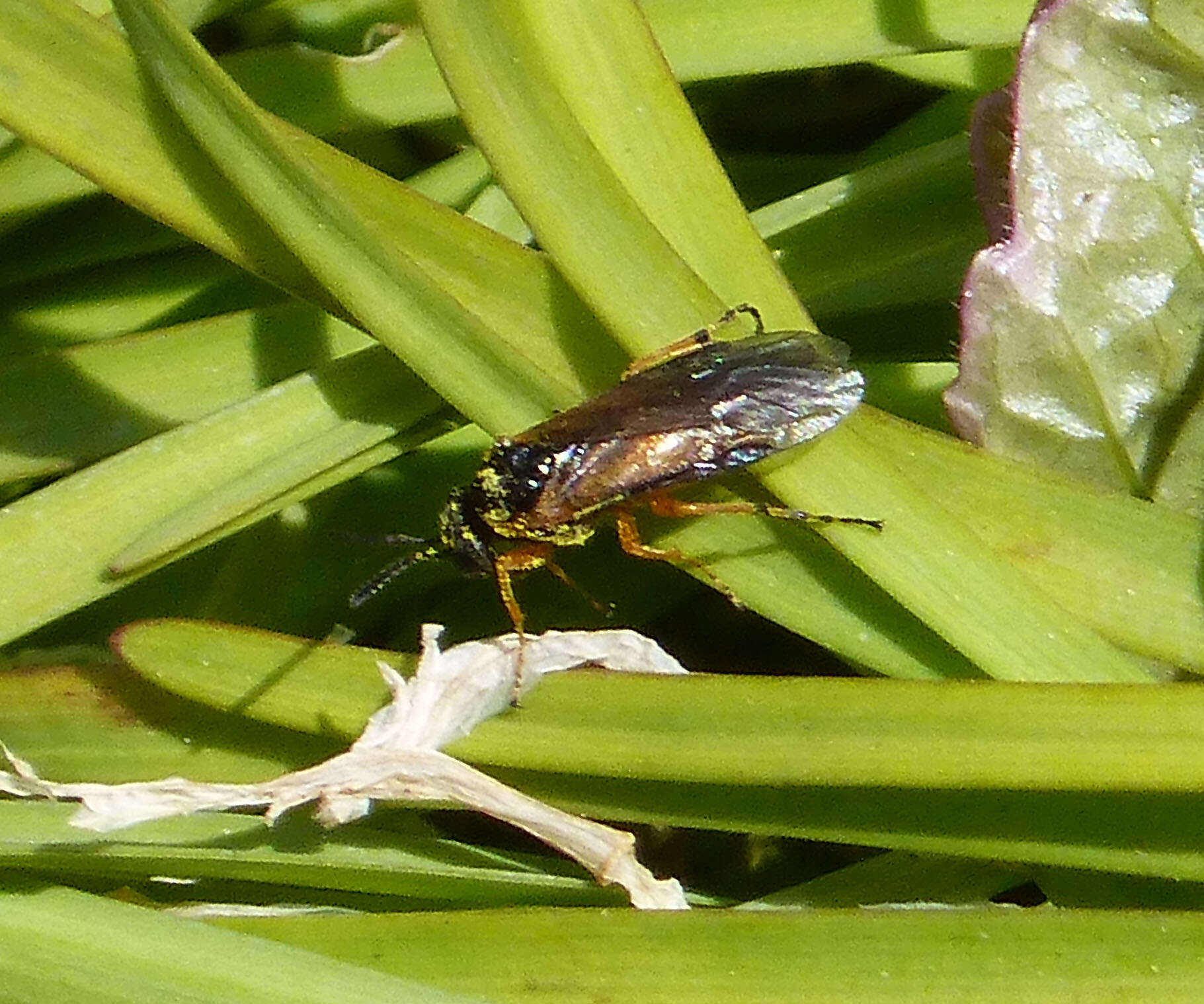 Image of rose sawfly