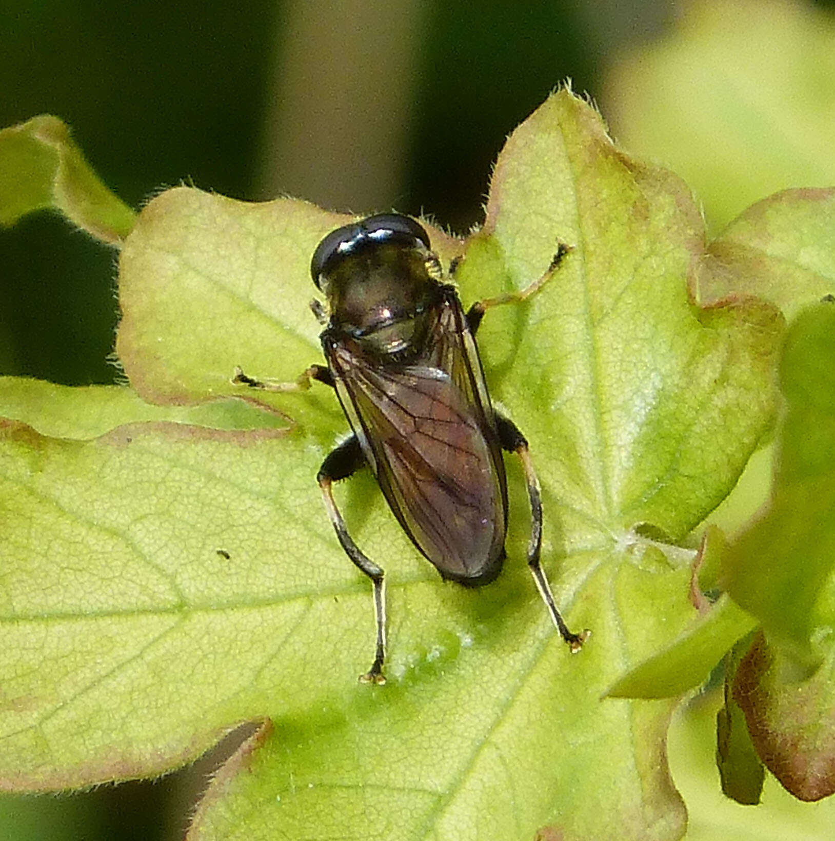 Image of Xylota segnis (Linnaeus 1758)