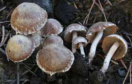 Imagem de Psathyrella pennata (Fr.) A. Pearson & Dennis 1948