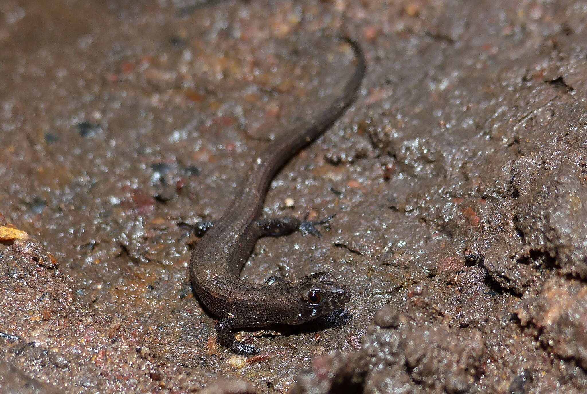 Image of Cophoscincopus greeri Böhme, Schmitz & Ziegler 2000