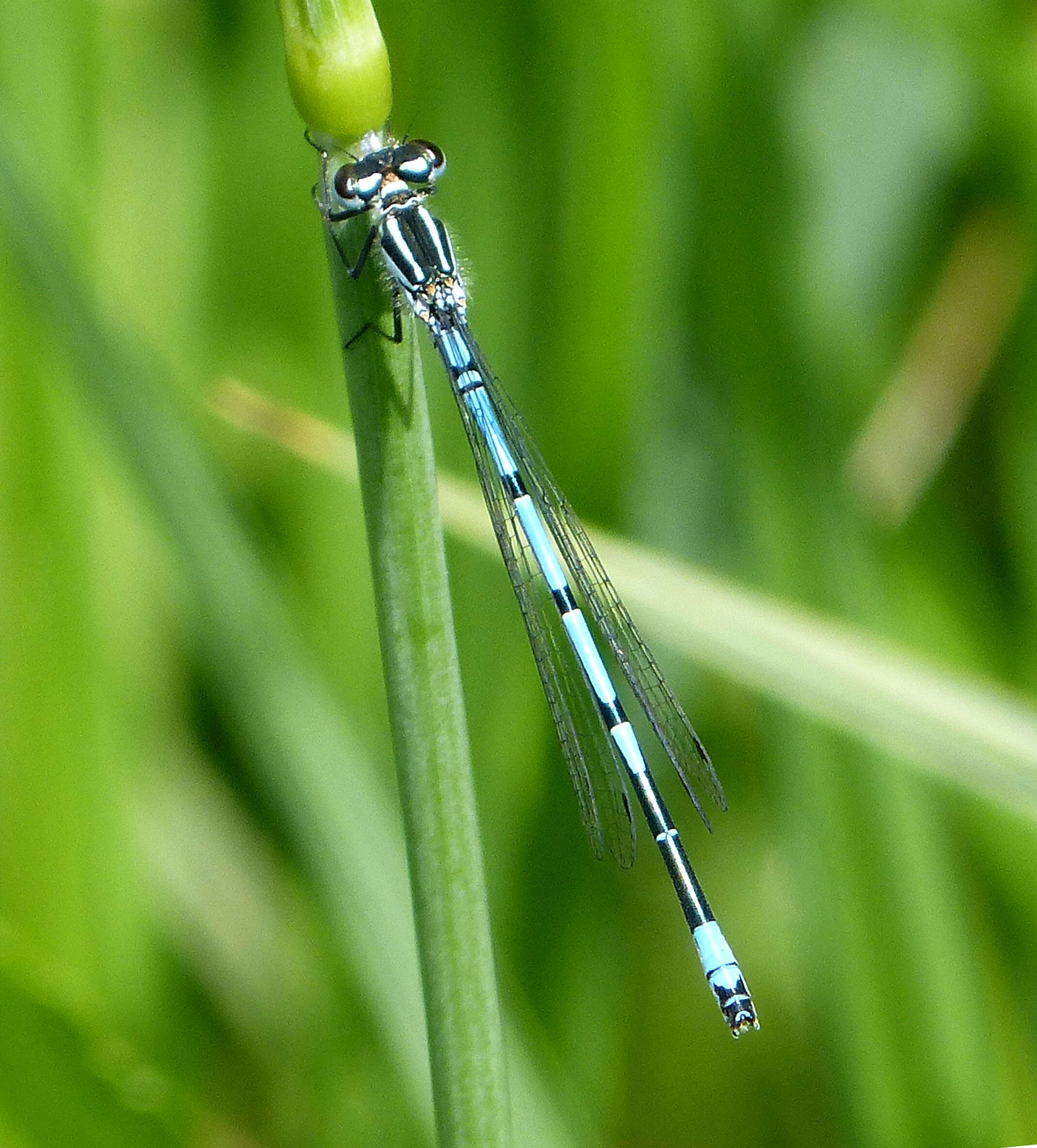 Imagem de Coenagrion puella (Linnaeus 1758)