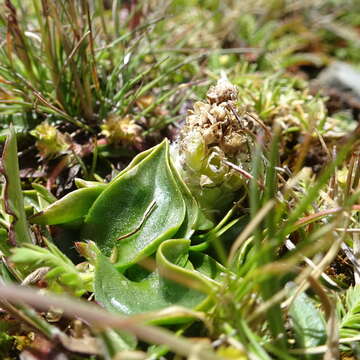 Image of Myrosmodes paludosa (Rchb. fil.) P. Ortiz