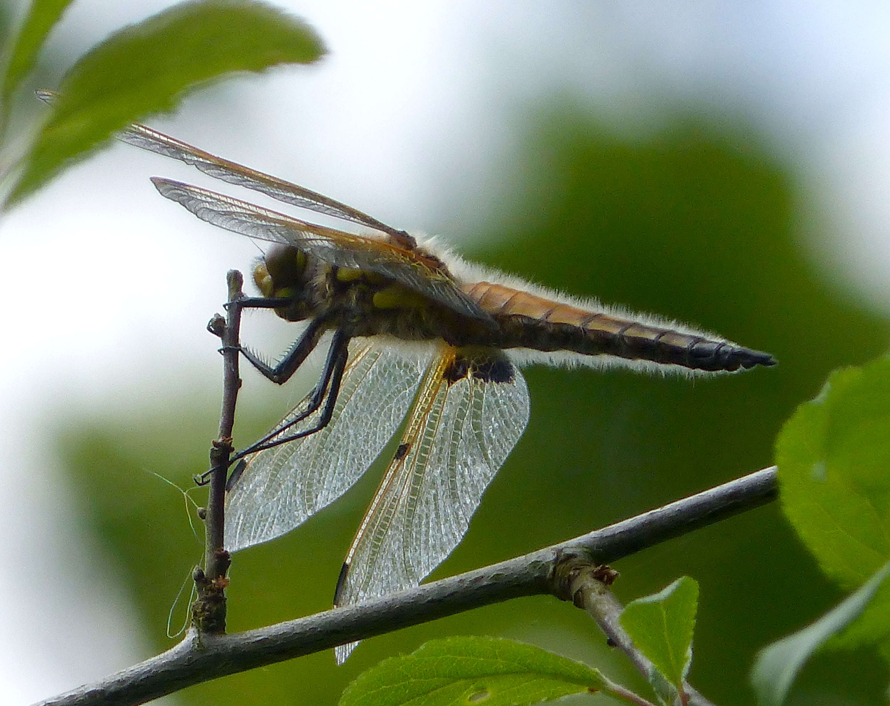 Image of Four-spotted Chaser