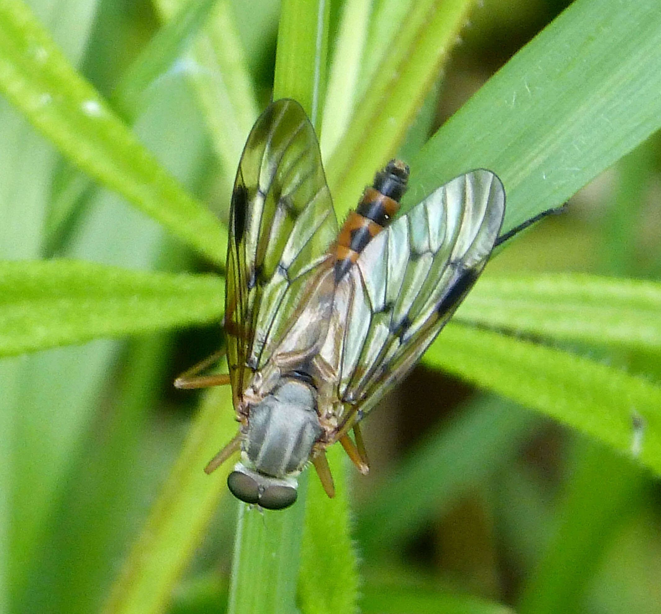 Imagem de Rhagio scolopaceus (Linnaeus 1758)