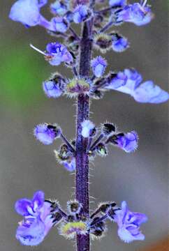 Image of <i>Coleus graveolens</i>