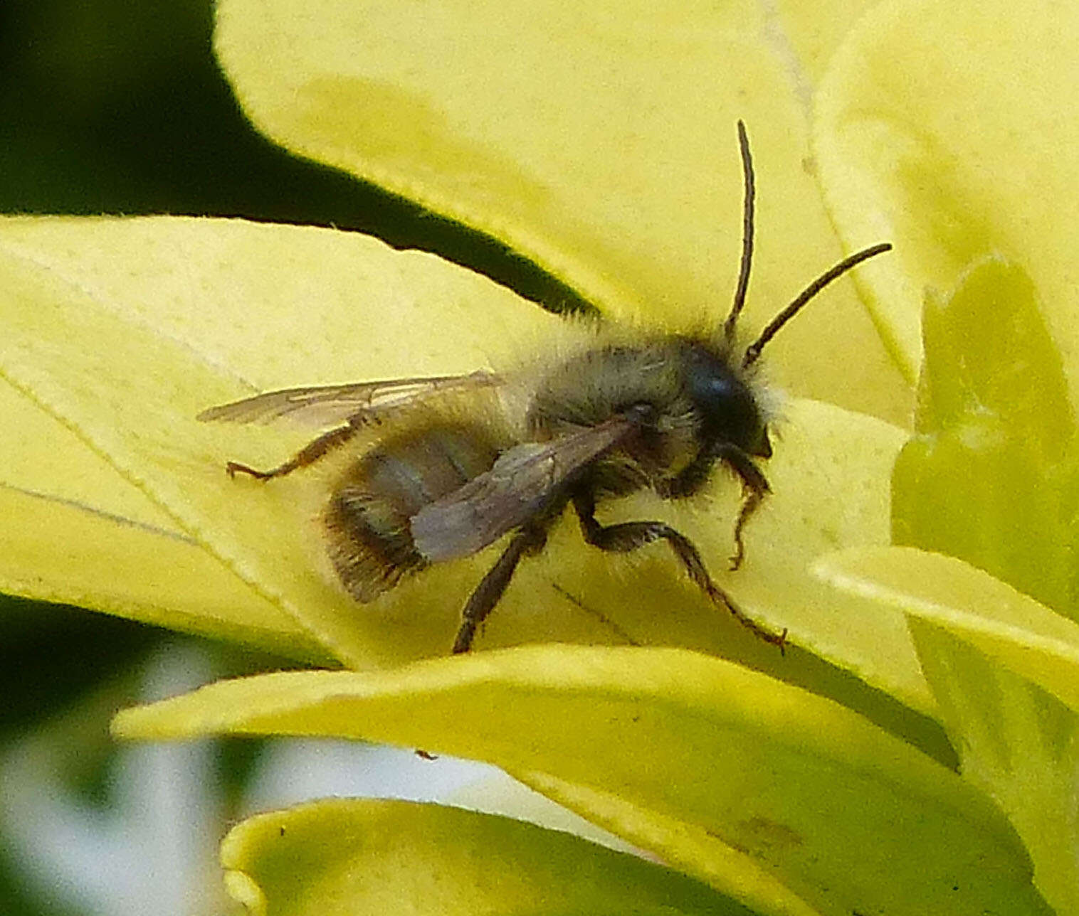 Image of Osmia rufa (Linnaeus 1758)