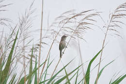 Image of Blunt-winged Warbler