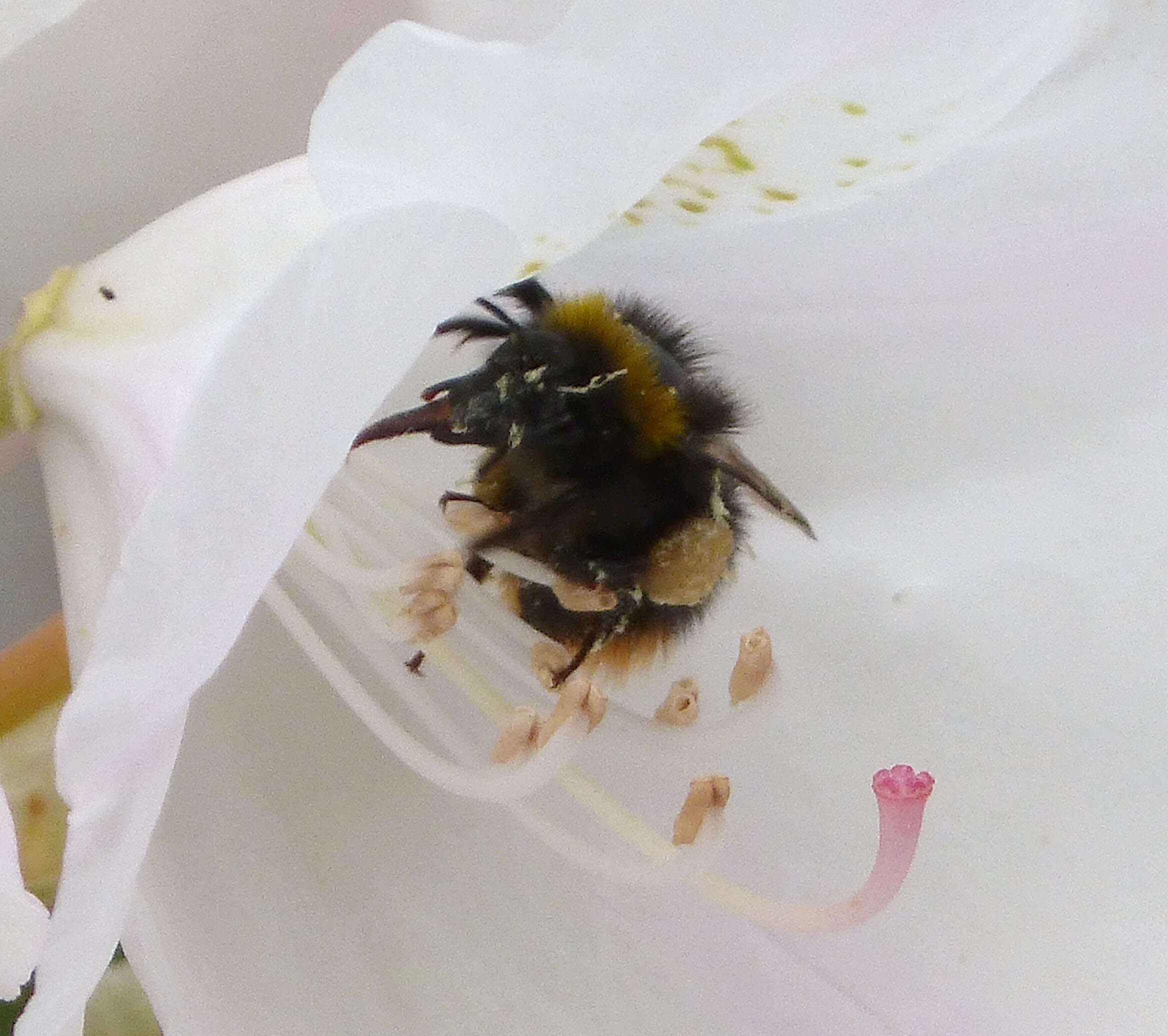 Plancia ëd Bombus pratorum (Linnaeus 1761)