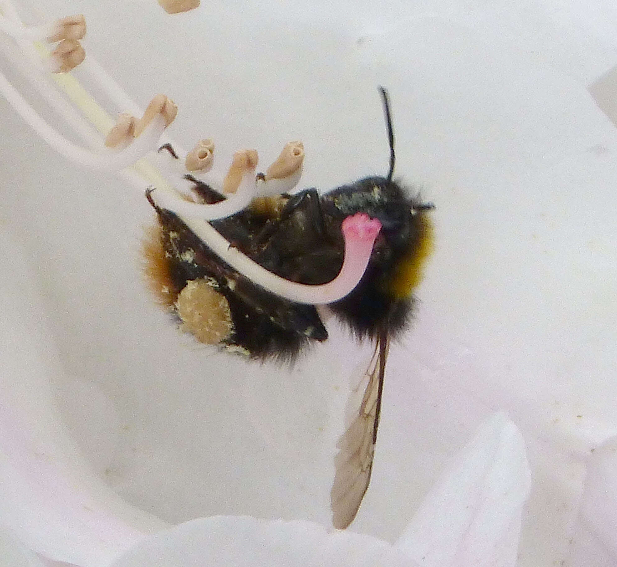 Plancia ëd Bombus pratorum (Linnaeus 1761)