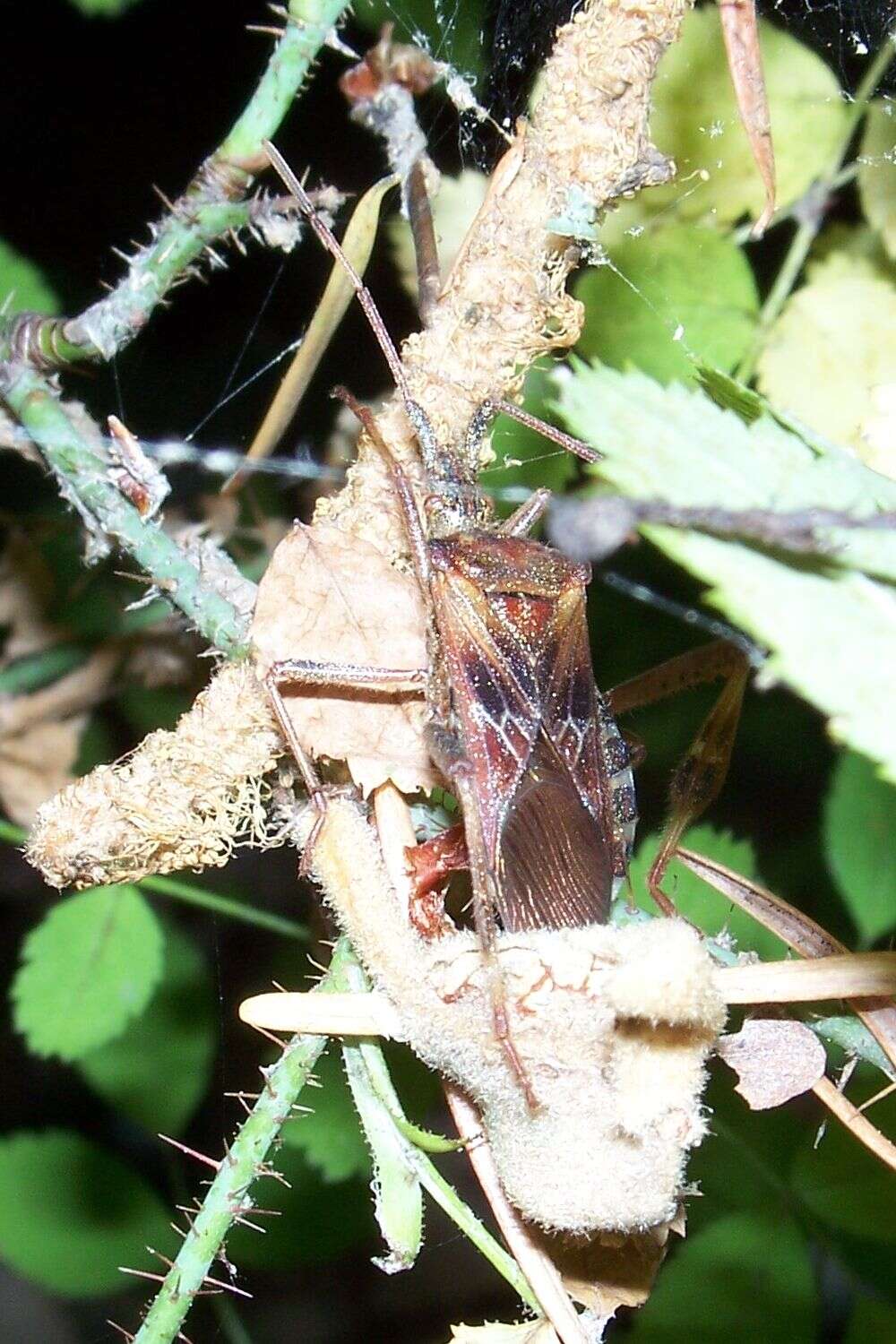 Image of Pine Seed Bug