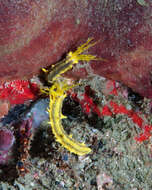 Image of robust sea cucumber