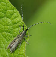 Image of Agapanthia (Epoptes) villosoviridescens (Degeer 1775)