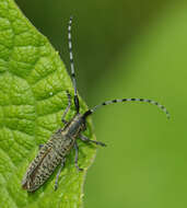 Image of Agapanthia (Epoptes) villosoviridescens (Degeer 1775)