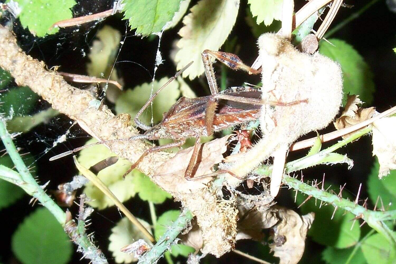 Image of Pine Seed Bug