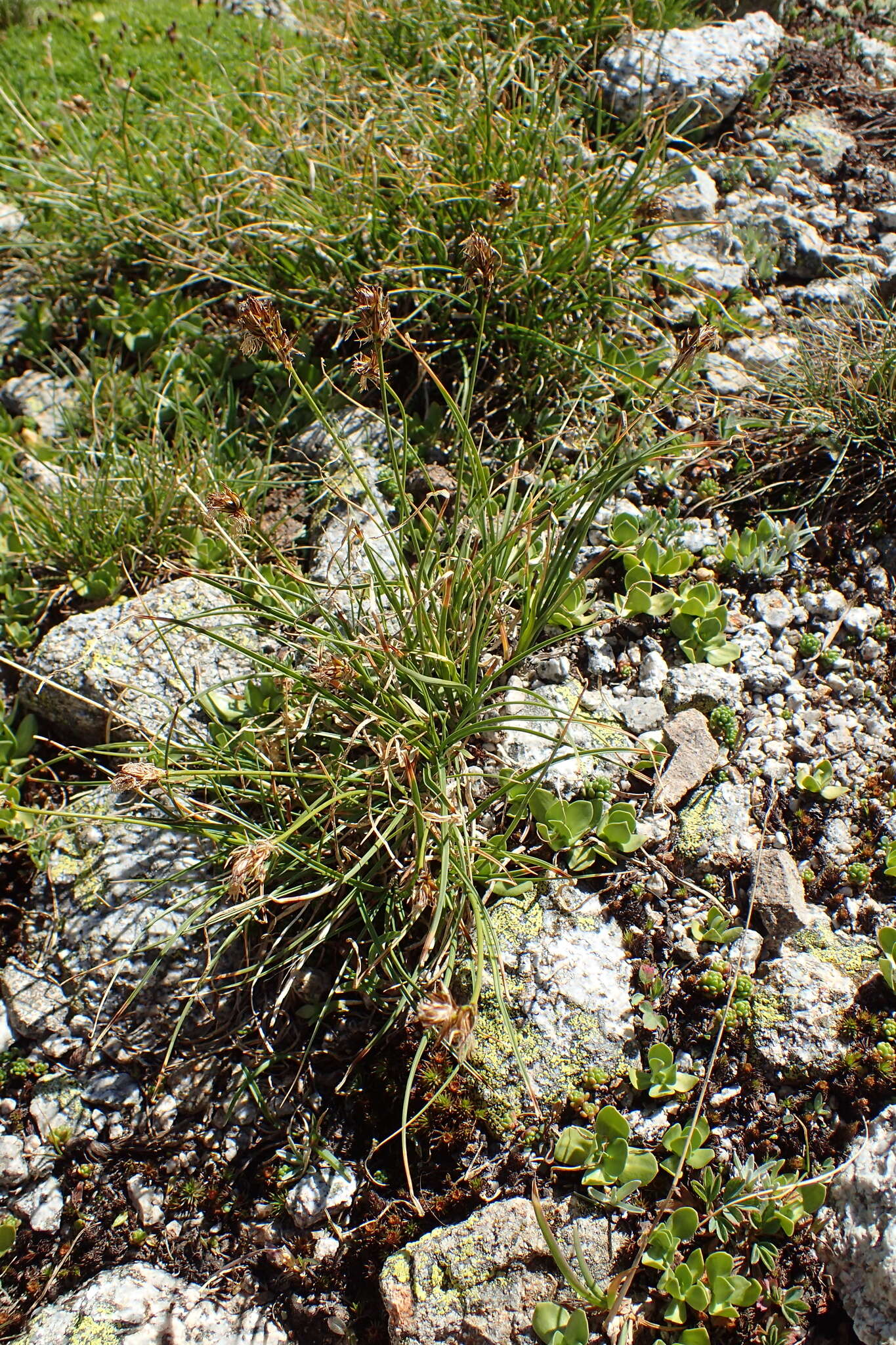 Image de Carex curvula All.