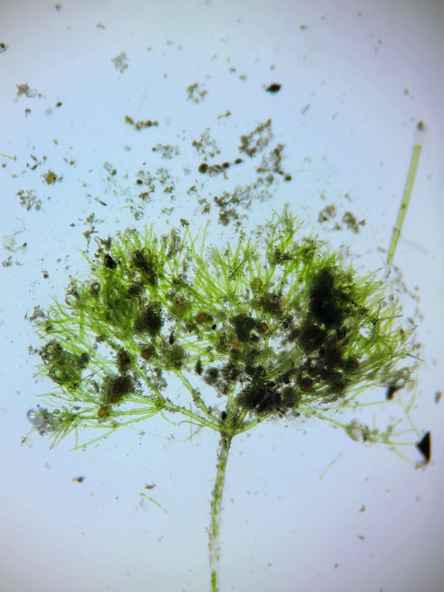 Image of Dwarf Stonewort