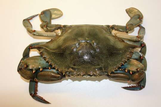 Image of blue crab