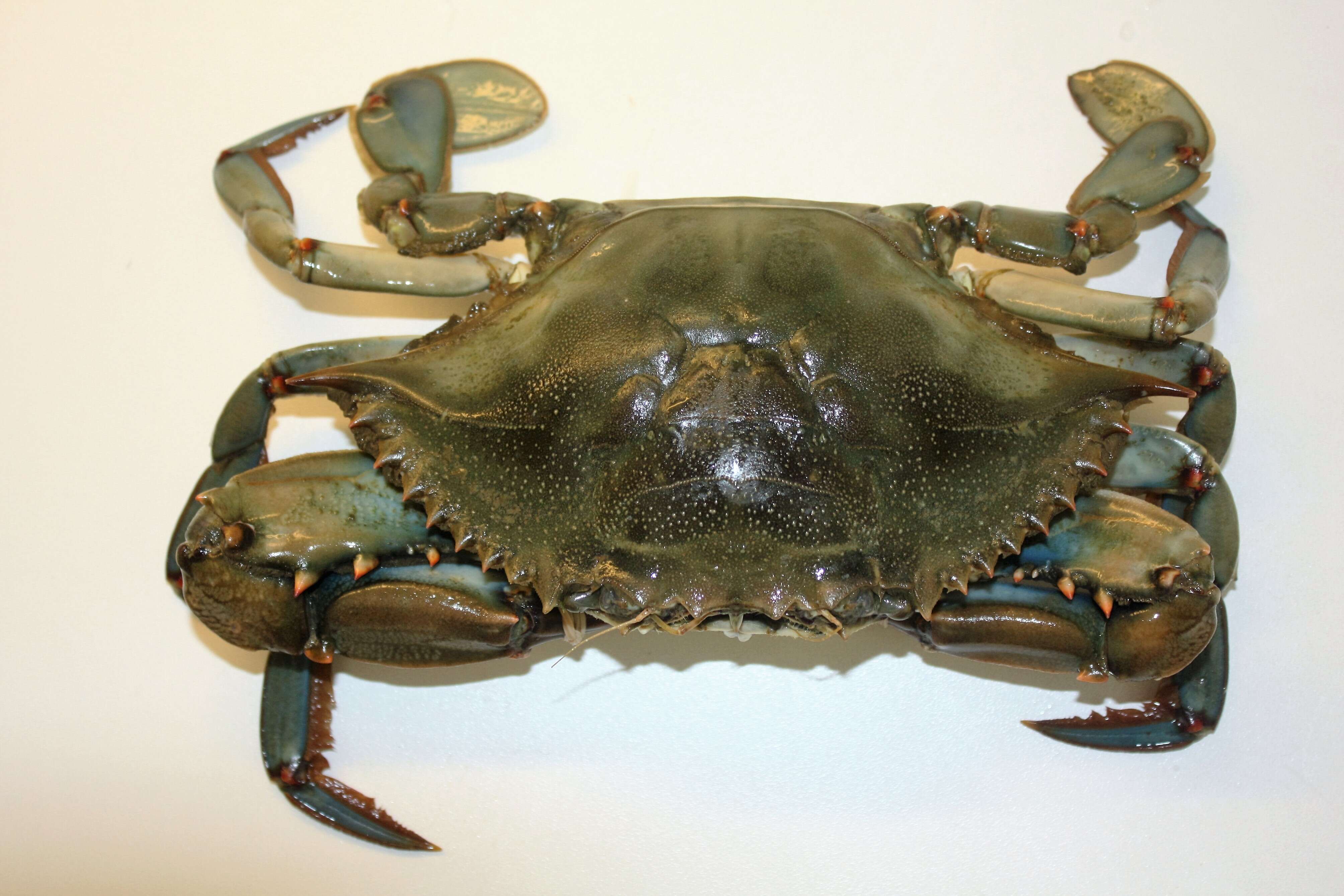 Image of blue crab