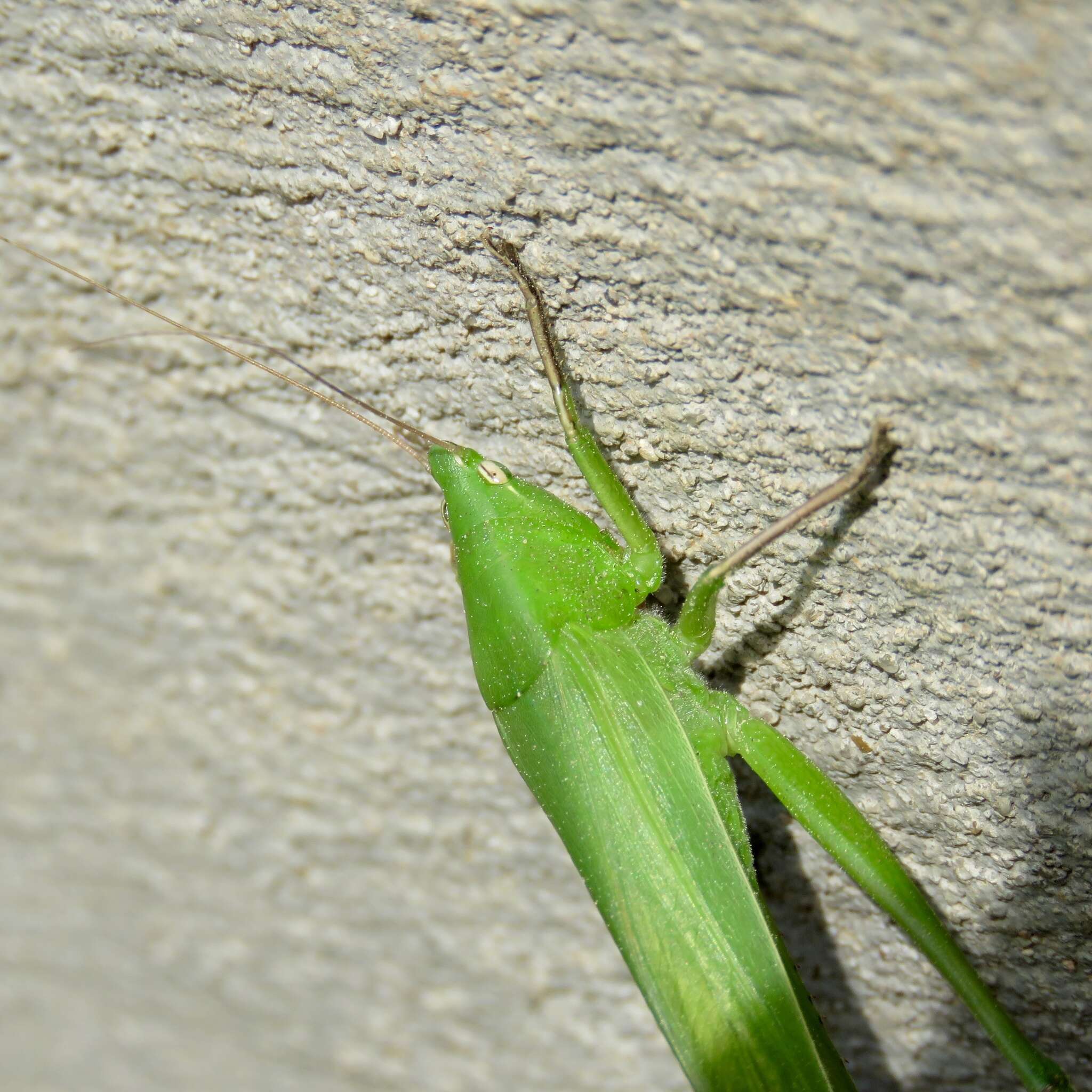 Image of Broad-tipped Conehead