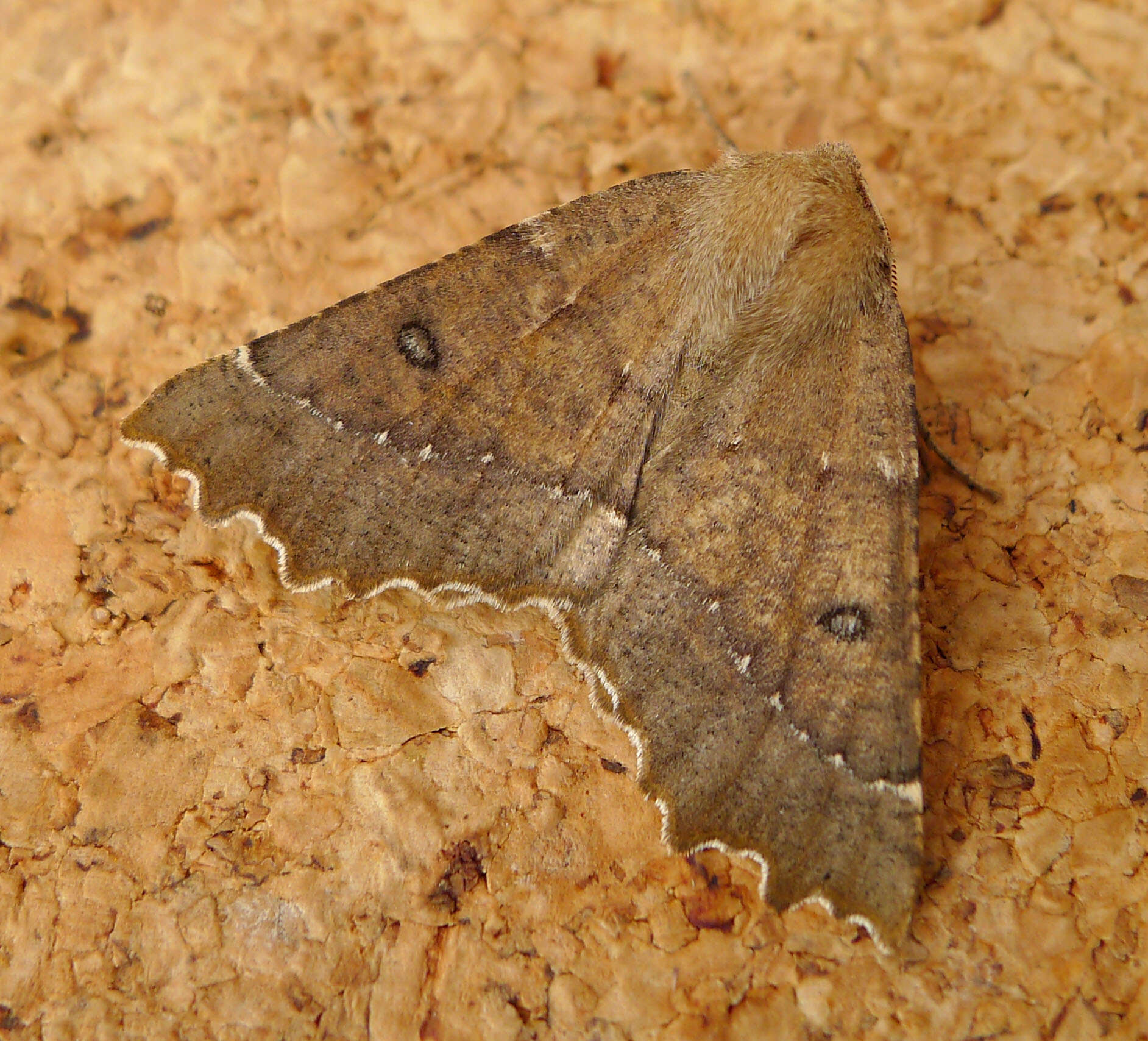 Image of scalloped hazel