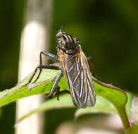 Image of Empis tessellata Fabricius 1794