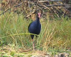 Image of Australasian Swamphen