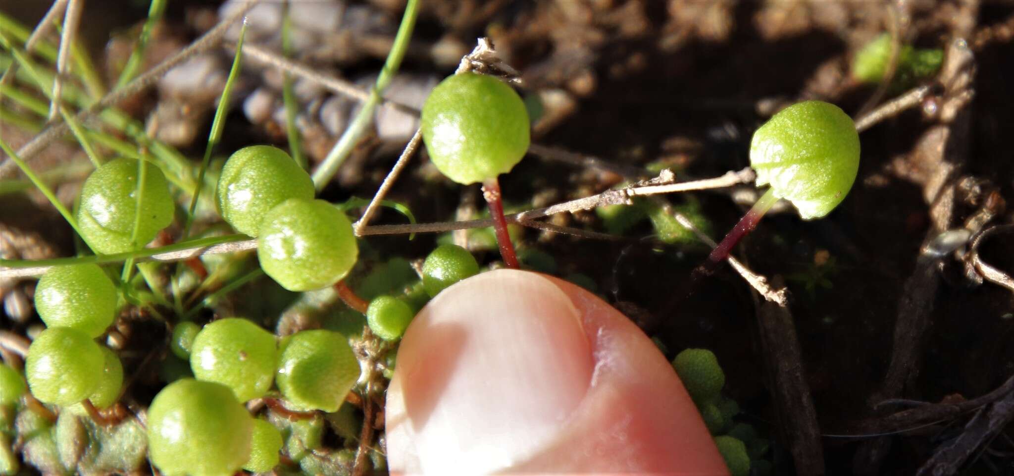 Image of Asterella palmeri (Austin) Underw.