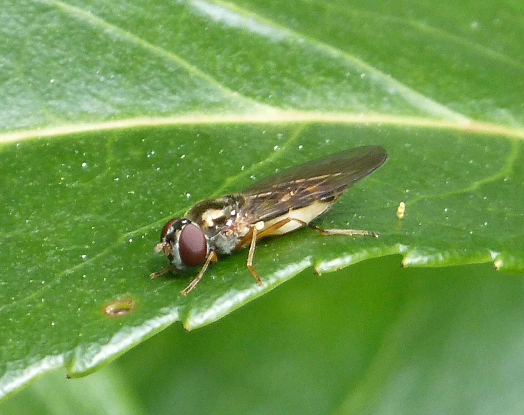 Image of Melanostoma scalare (Fabricius 1794)