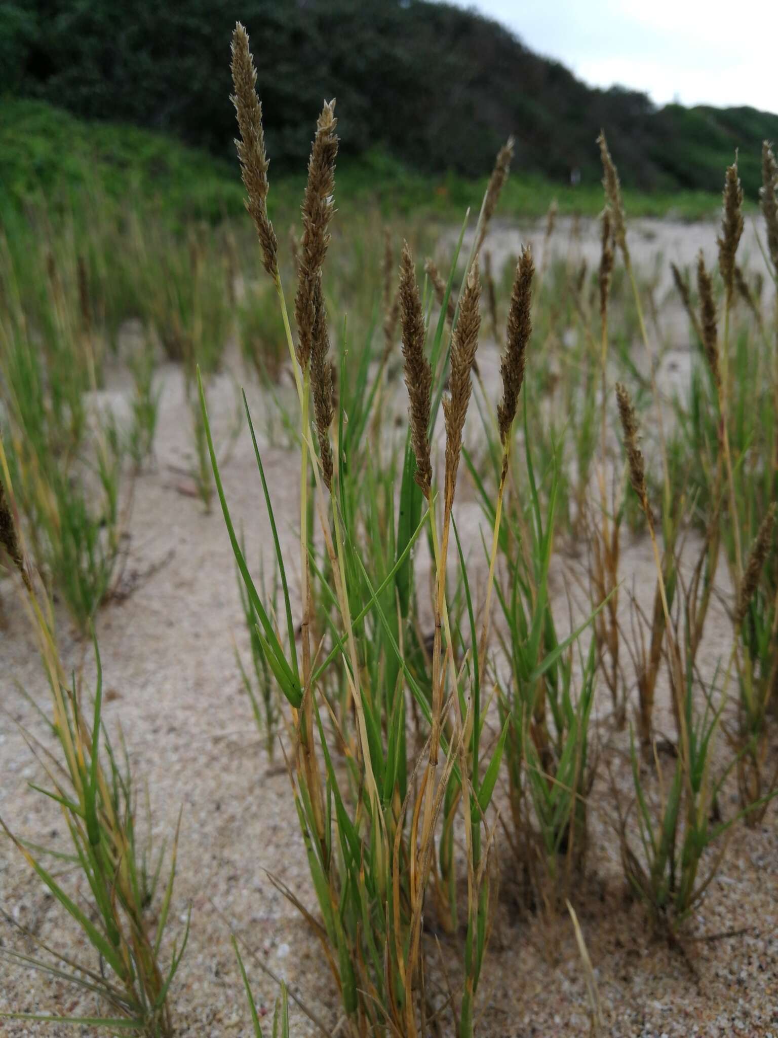 Image de Sporobolus virginicus (L.) Kunth