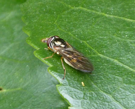 Image of Melanostoma scalare (Fabricius 1794)