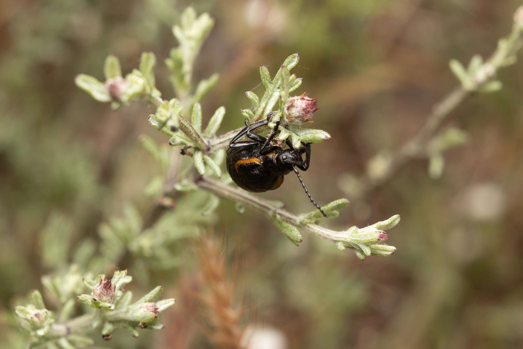 Imagem de <i>Arima marginata</i>