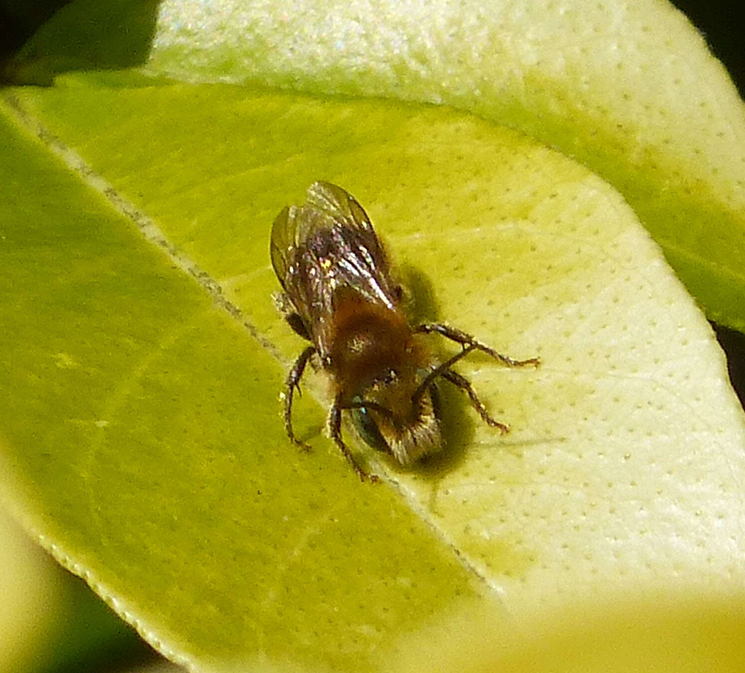 Image of Mason bee