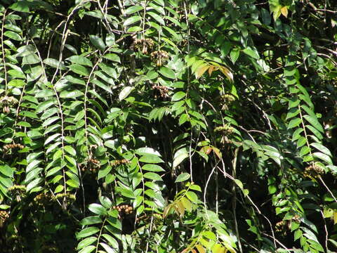 Image of Marcgravia umbellata L.