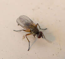 Image of root-maggot flies