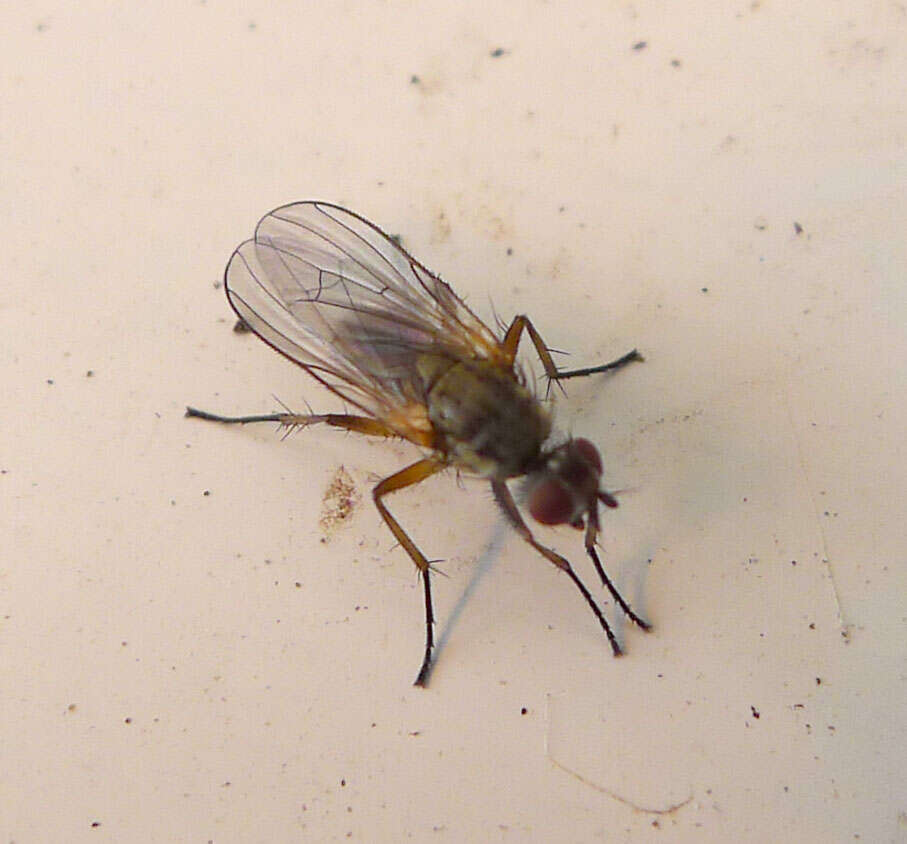 Image of root-maggot flies