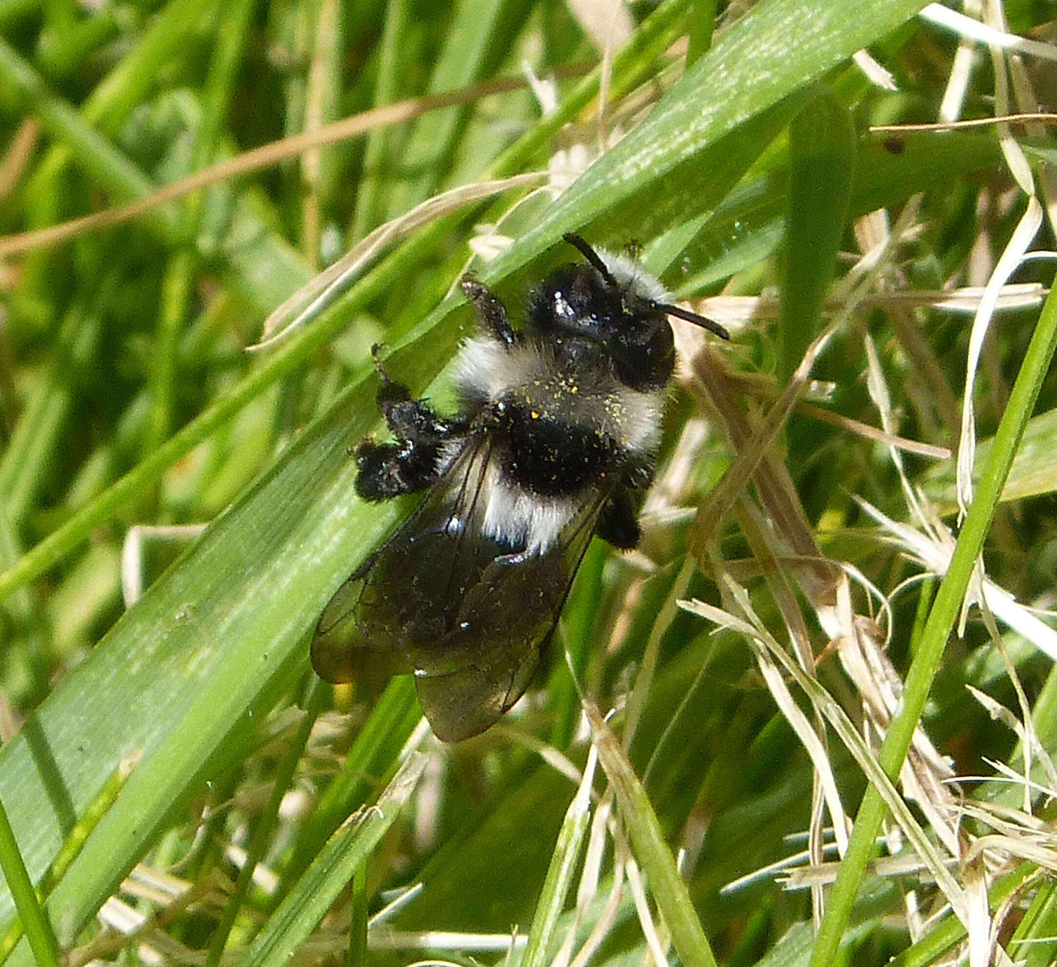 Image de Andrena cineraria (Linnaeus 1758)