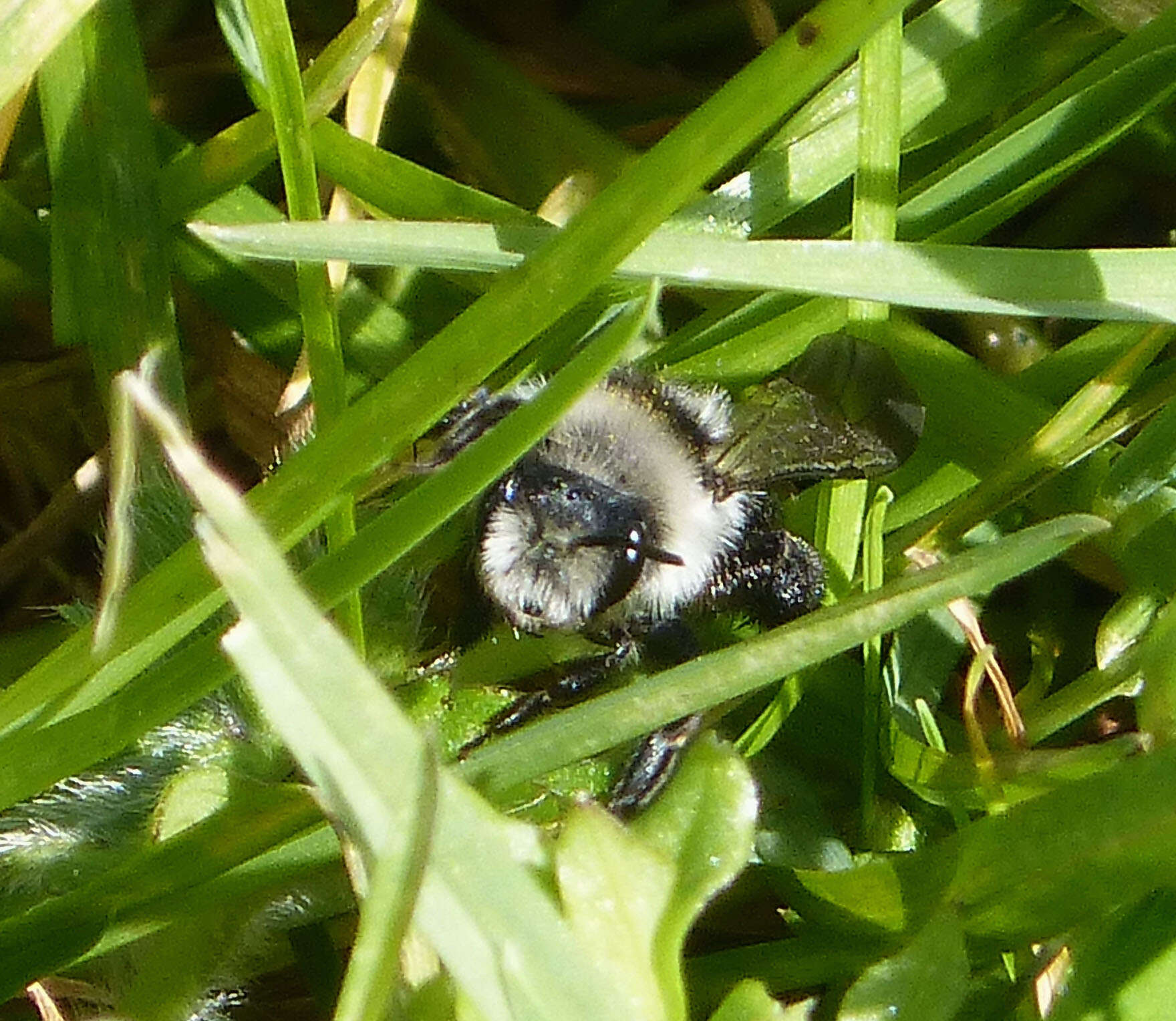 Image de Andrena cineraria (Linnaeus 1758)