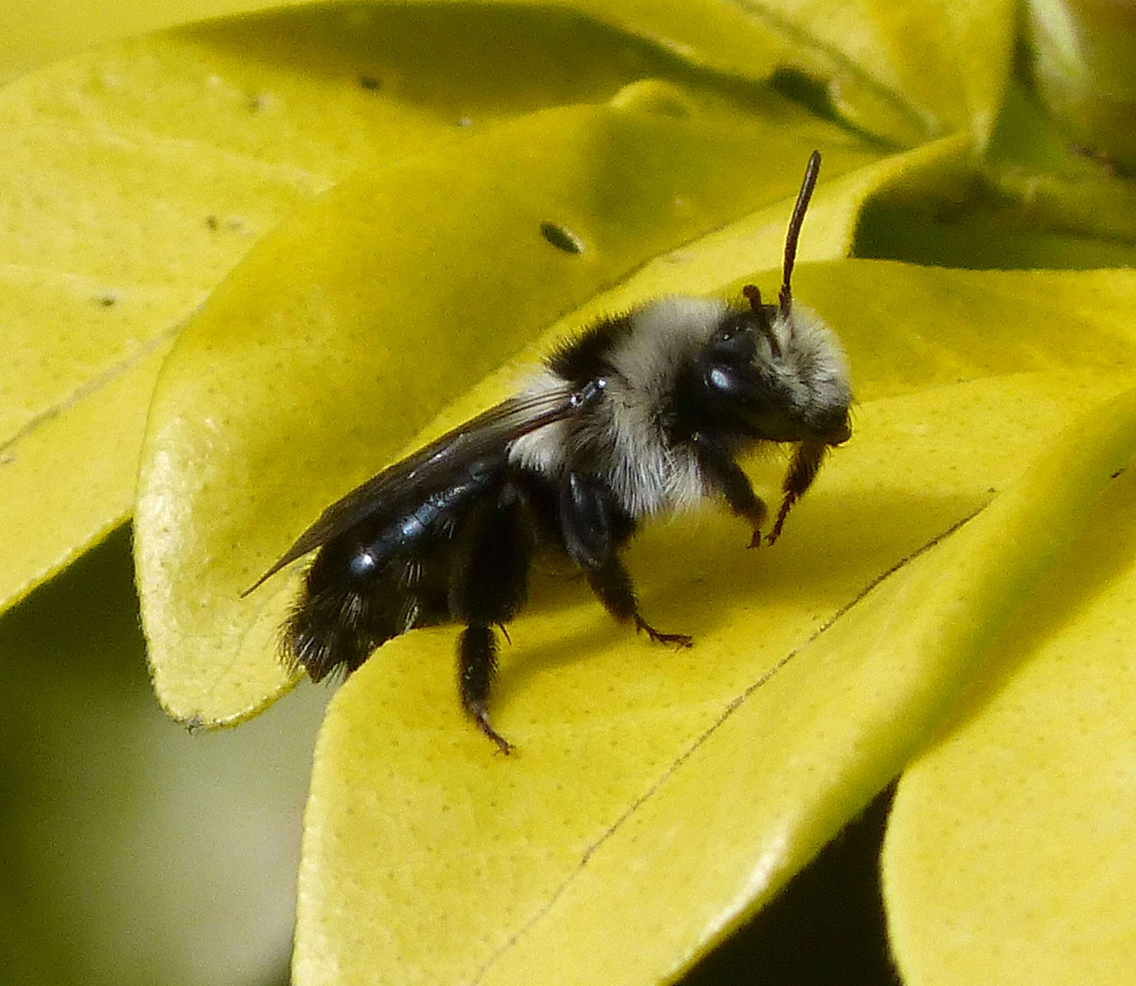 Image of Ashy Mining Bee